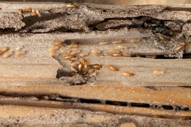 Best Termite Control Services  in Bryan, TX